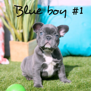 Blue boy #1 - RESERVED
