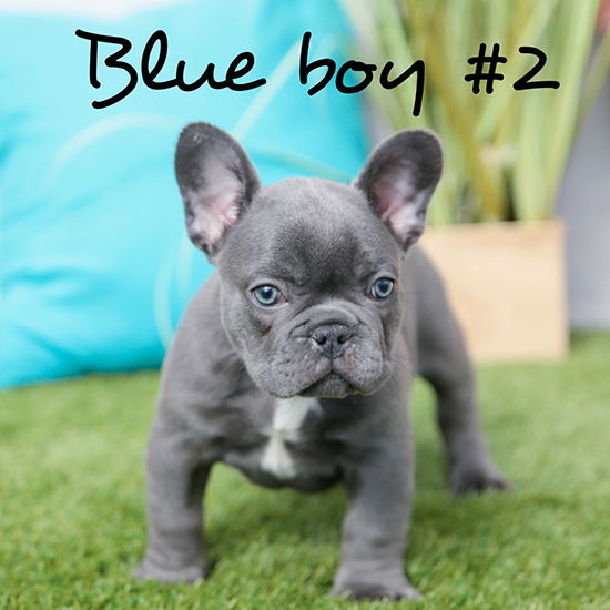 Blue boy #2 - RESERVED