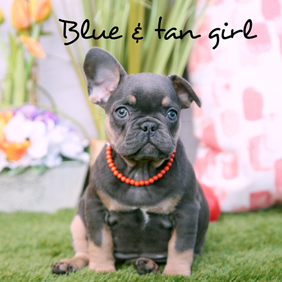Blue & tan girl available after March 12th
