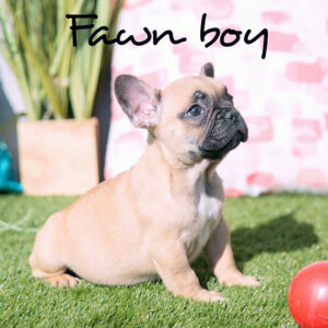 Fawn boy - RESERVED