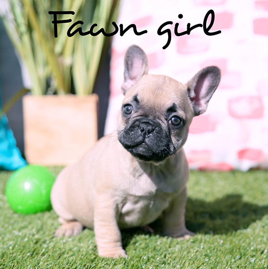 Fawn girl - RESERVED