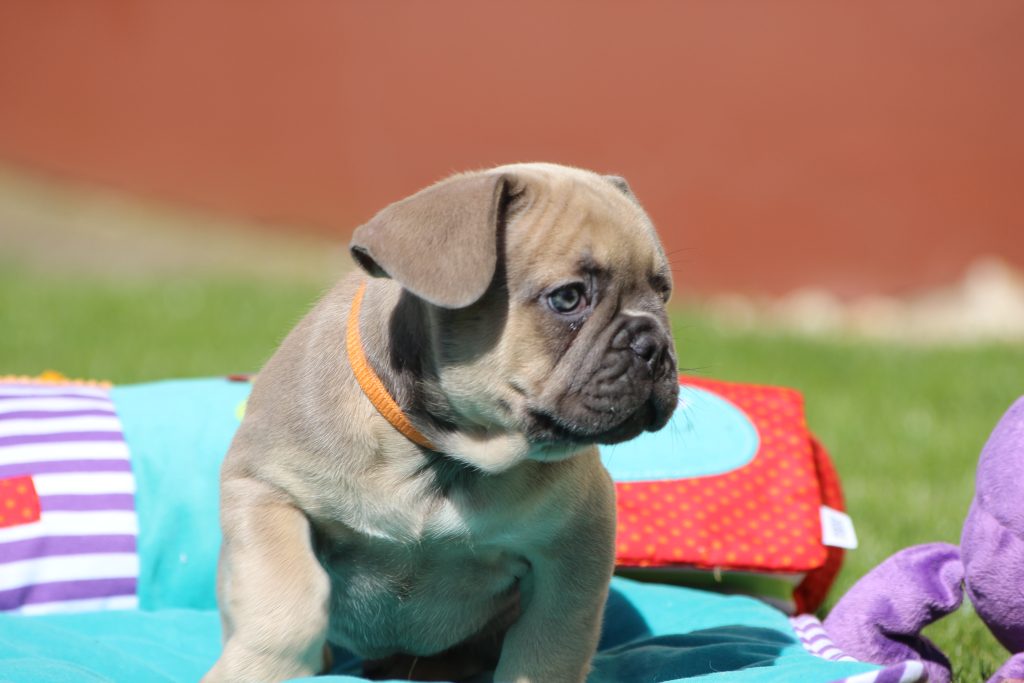 French bulldogs for sale