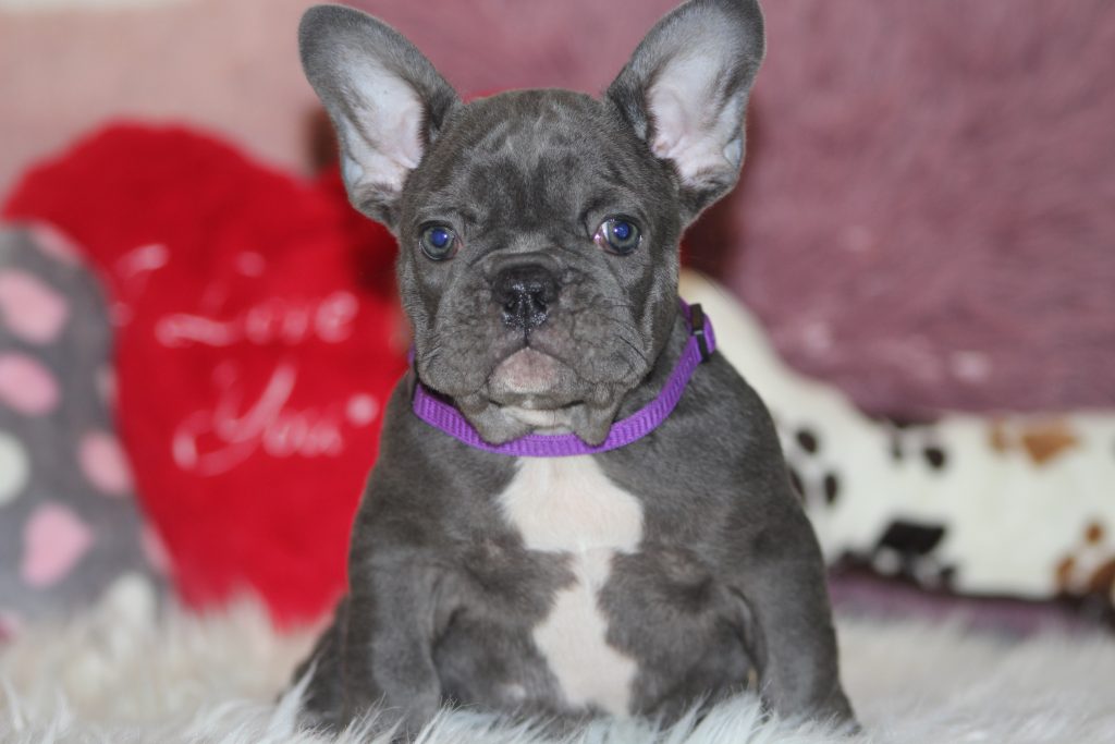 French bulldogs for sale