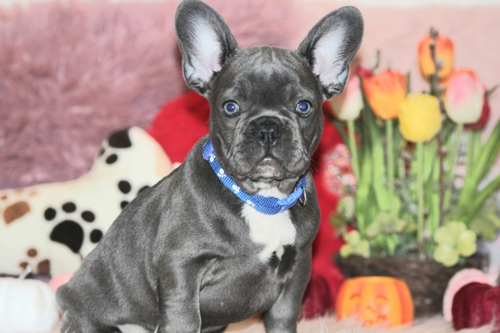 French bulldogs for sale