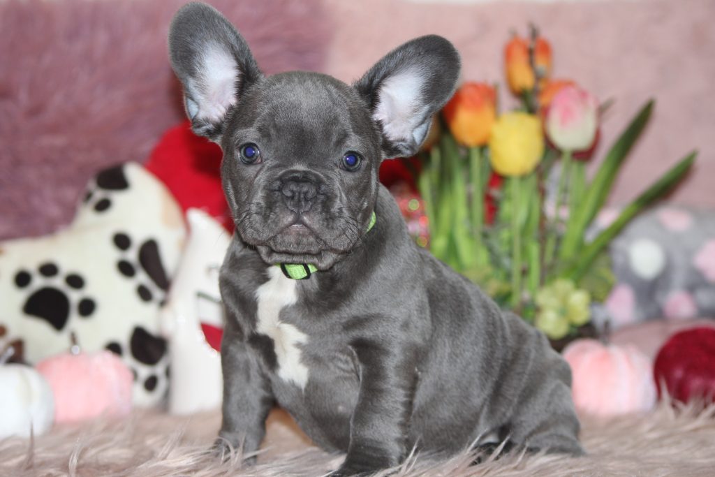 French bulldogs for sale