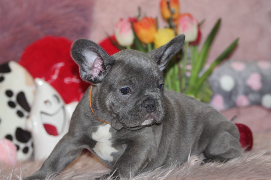 French bulldogs for sale