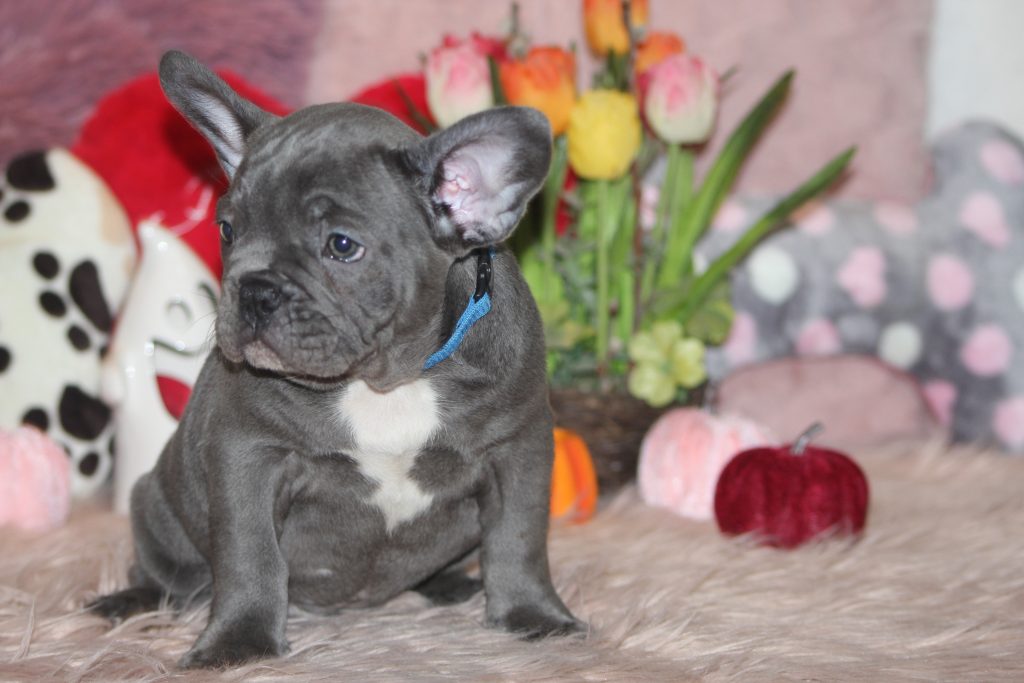 French bulldogs for sale