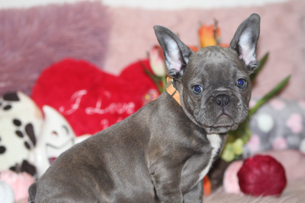 French bulldogs for sale