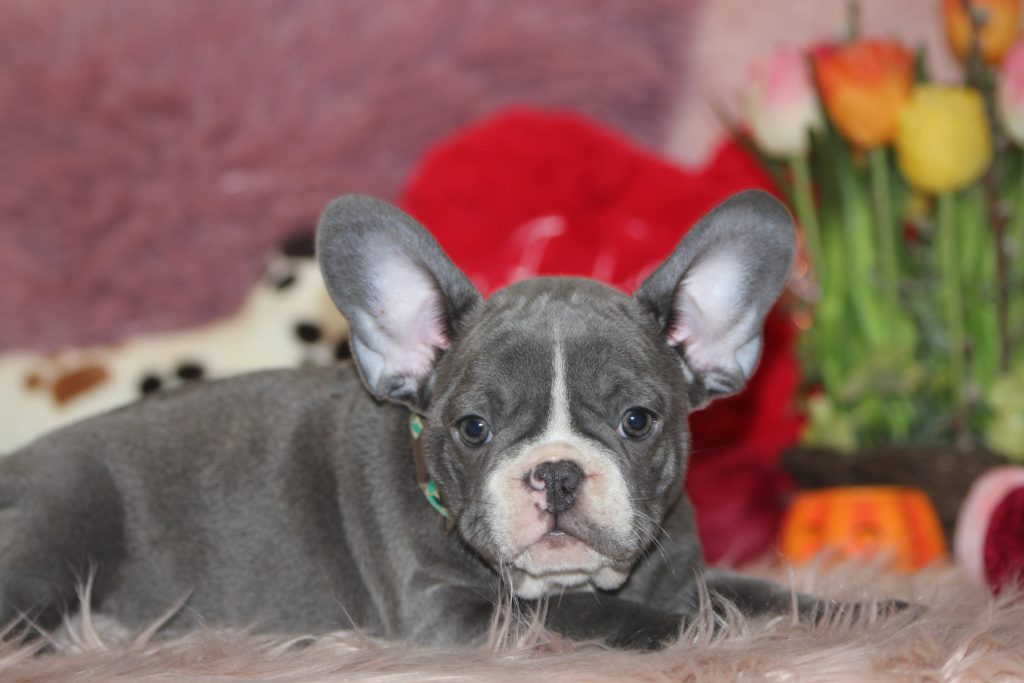 French bulldogs for sale