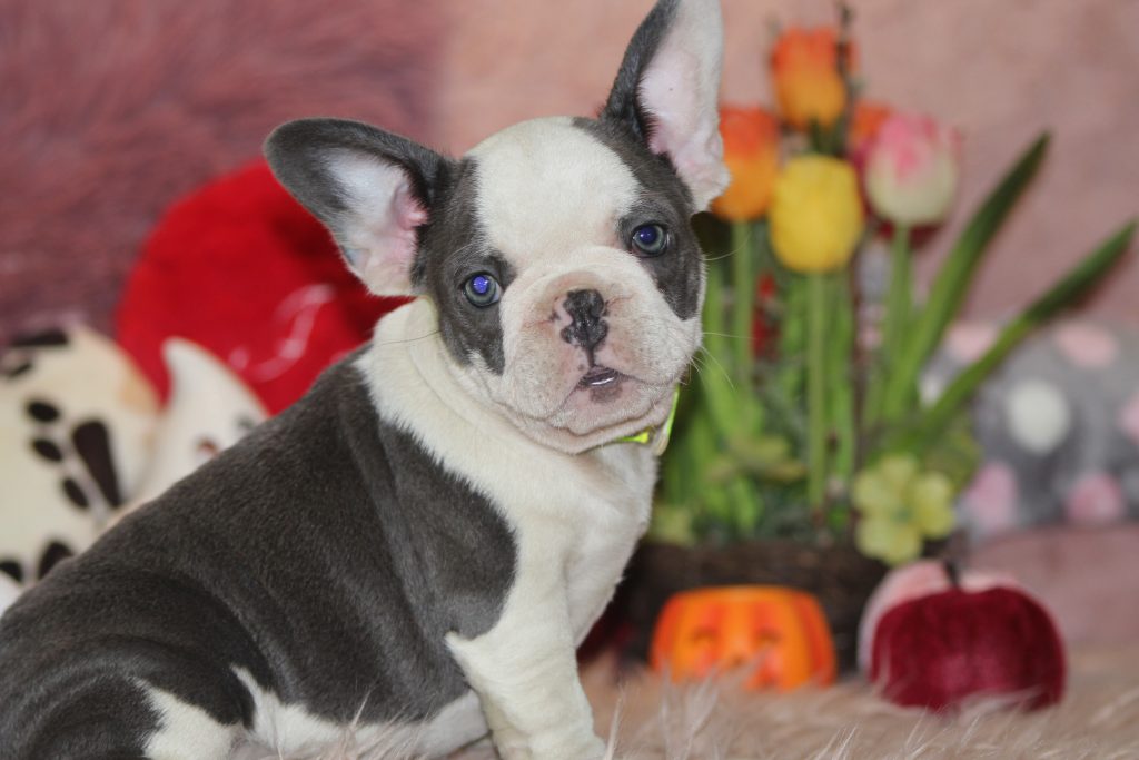 French bulldogs for sale