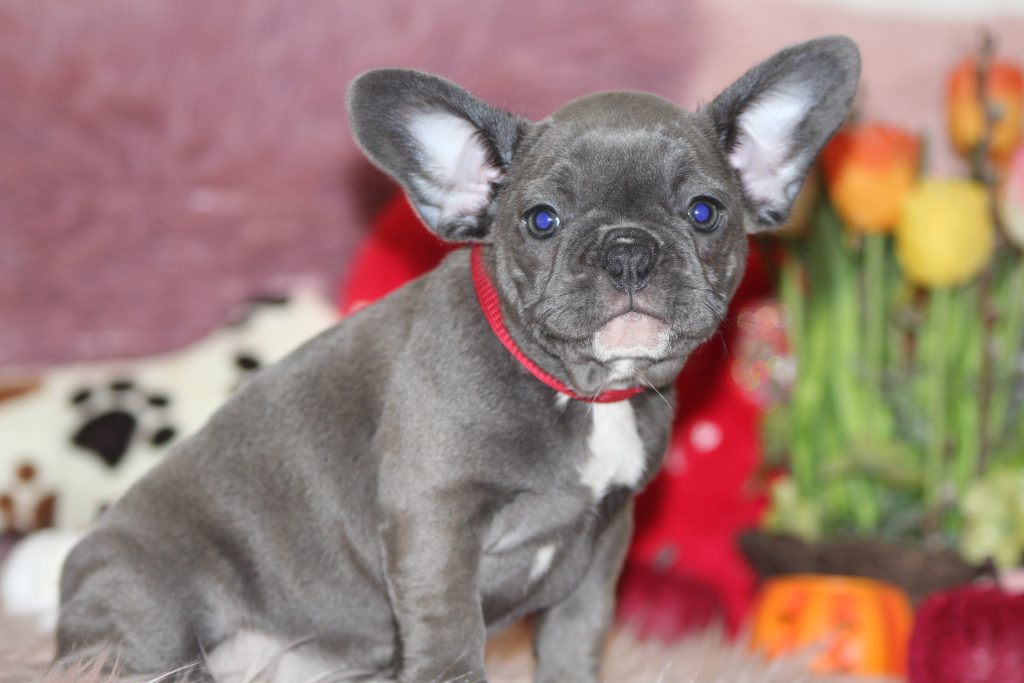 French bulldogs for sale