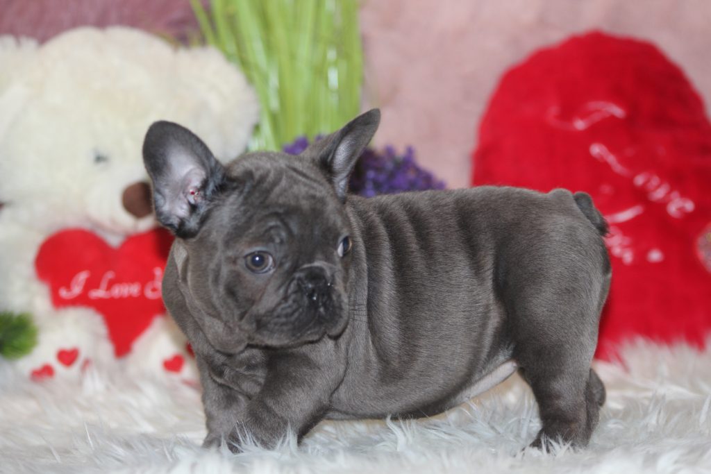 French bulldogs for sale