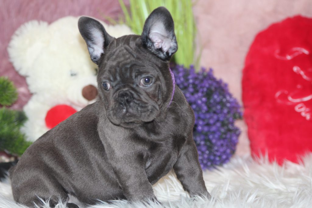 French bulldogs for sale