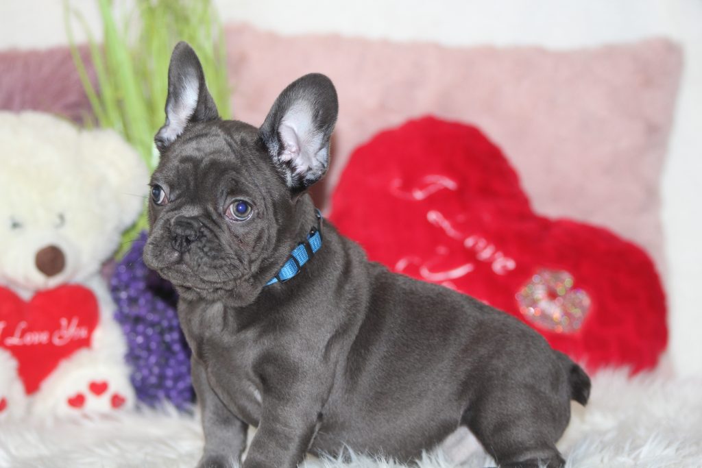 French bulldogs for sale