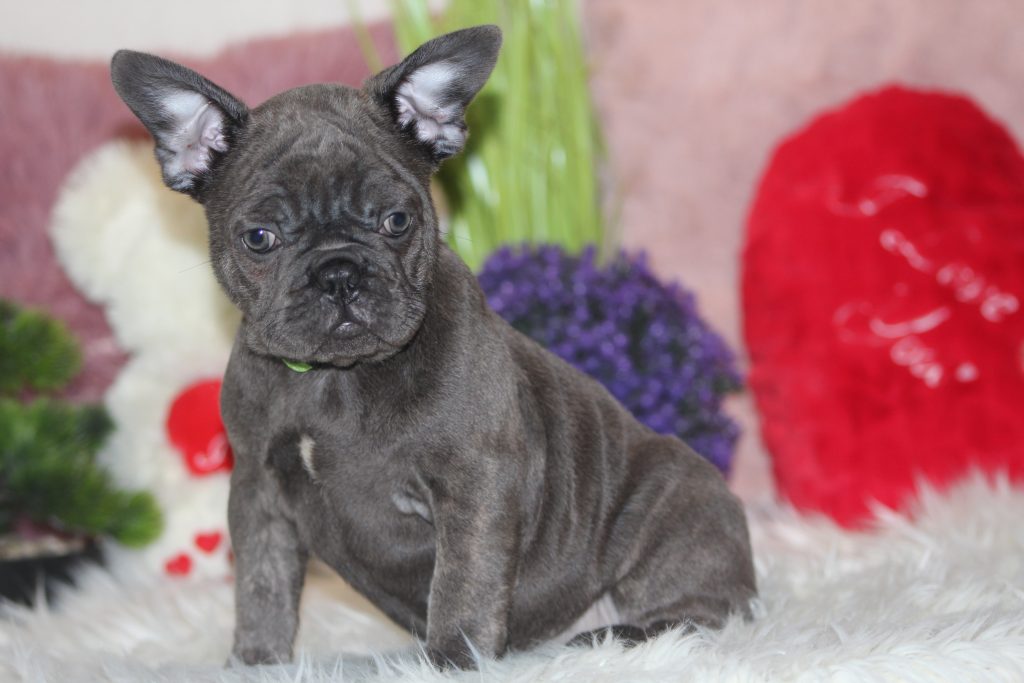 French bulldogs for sale