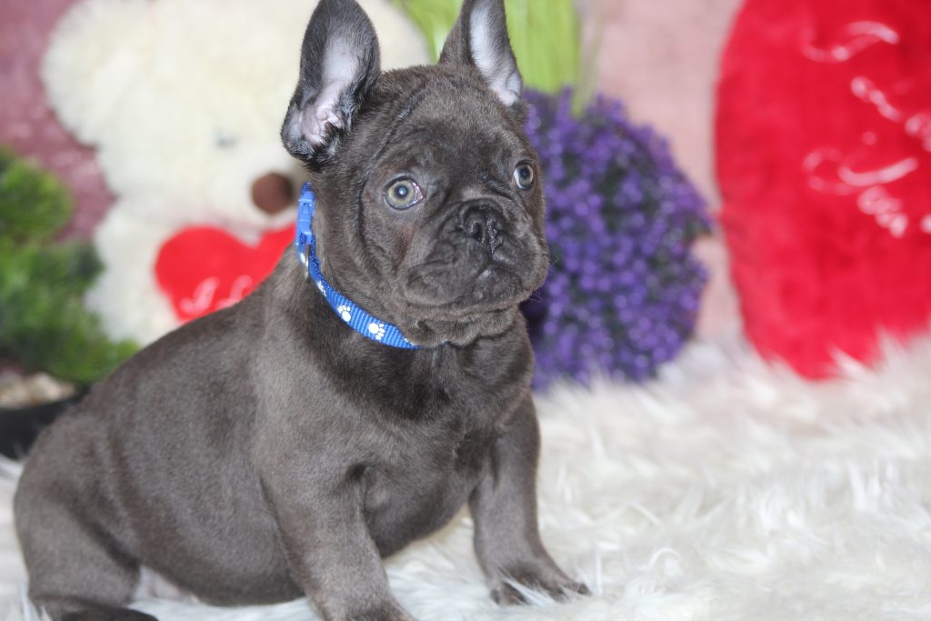 French bulldogs for sale