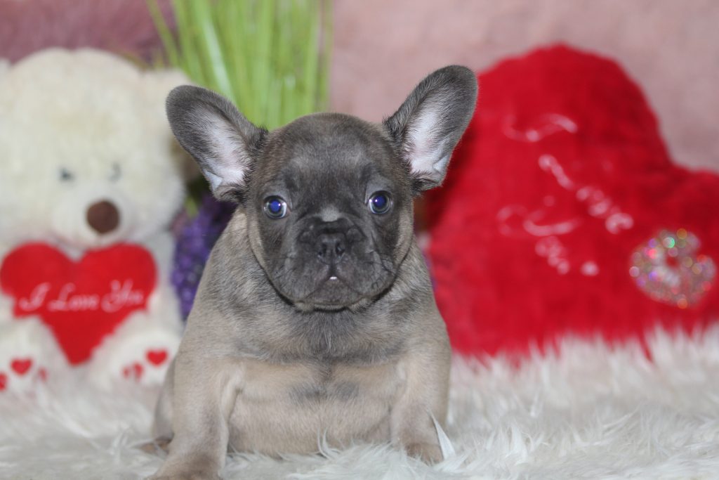 French bulldogs for sale