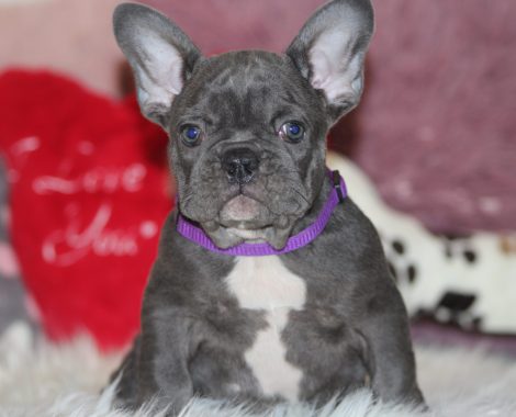 French bulldogs for sale