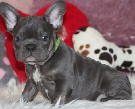 French bulldogs for sale