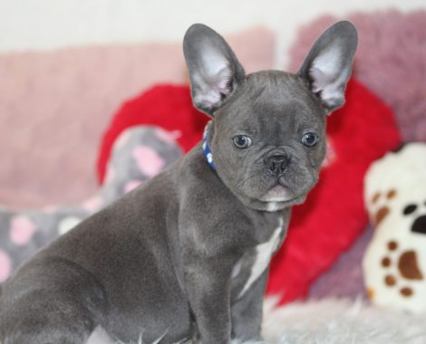 French bulldogs for sale